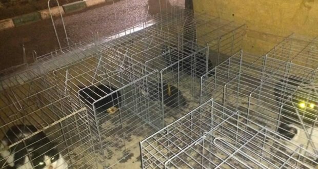 قطط نادى الزهور