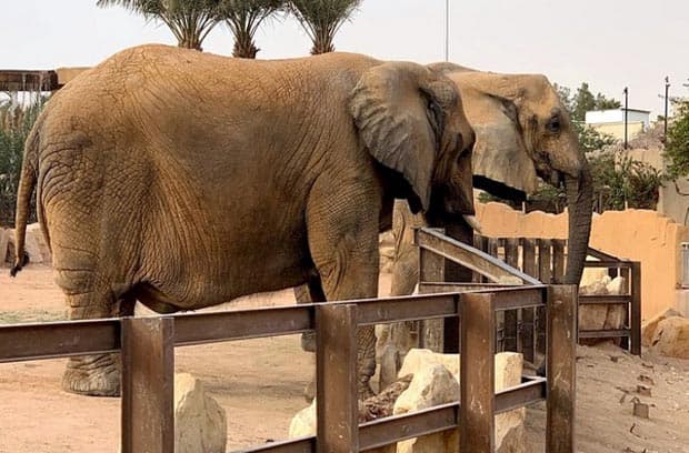 riyadh-zoo حديقة الحيوان بالرياض